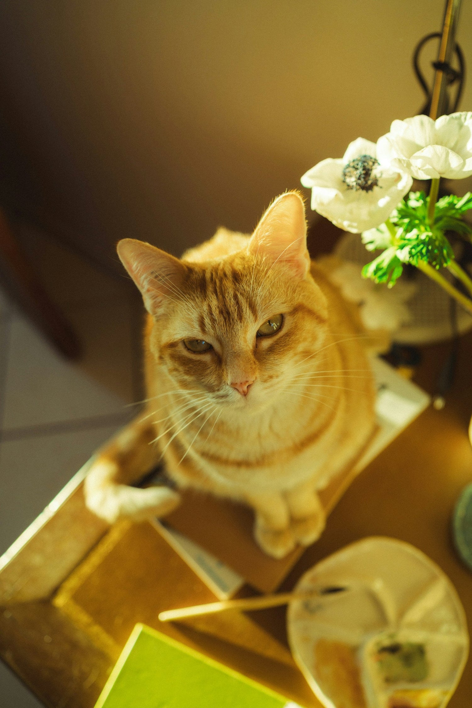 Cat Supplies